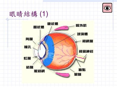 眼睛部位圖|【生理】筆記 ─ 視覺與眼球構造